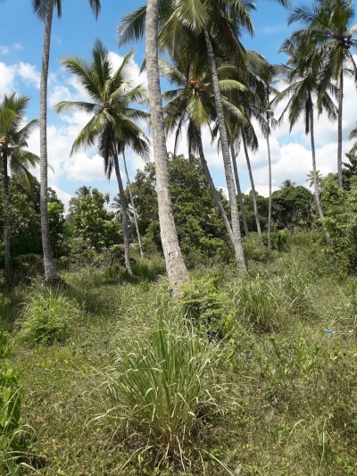 Land for Sale in Narammala