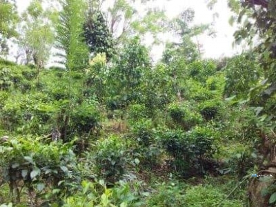 Land for Sale in Deniyaya