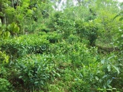 Land for Sale in Deniyaya