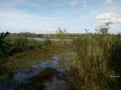 à¶‰à¶©à¶¸à¶šà·Š à·€à·’à¶šà·’à¶«à·“à¶¸à¶§ - à¶­à·’à·ƒà·Šà·ƒà¶¸à·„à·à¶»à·à¶¸à¶º