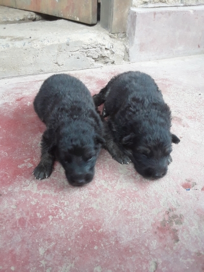 Lion Shepherd Puppies