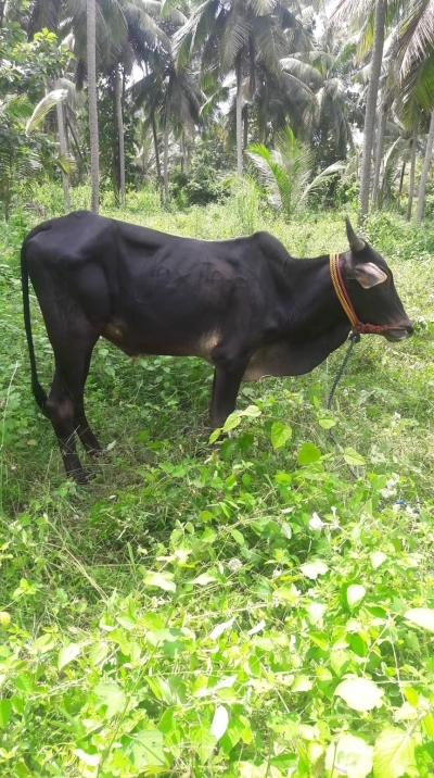 à¶šà·’à¶±à·Šà¶±à·’à¶ºà· à·„à¶»à¶šà·Š