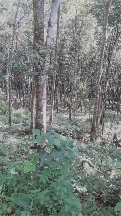 Rubber Estate Land for Sale in Ratnapura