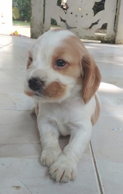 Cocker Spaniel Puppeis