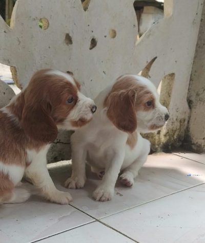 Cocker Spaniel Puppeis