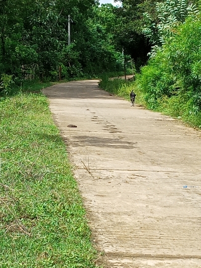 à¶‰à¶©à¶¸à¶šà·Š à·€à·’à¶šà·’à¶±à·“à¶¸à¶§ à¶­à·’à·ƒà·Šà·ƒà¶¸à·„à·à¶»à·à¶¸à¶º