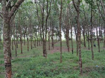 Rubber Land for Sale in Pitigala(Galle)