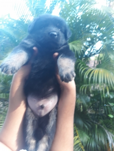 Lion Shepherd Puppies