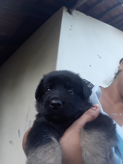 Lion Shepherd Puppies