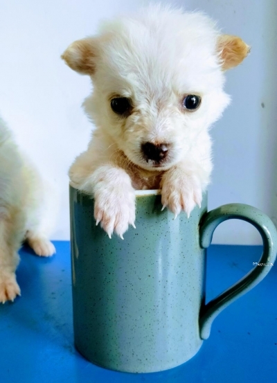 Pocket Pomeranian Puppies