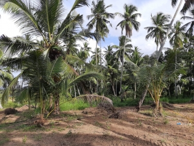 Land for Sale in Kuliyapitiya