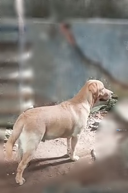 Labrador Puppies KASL