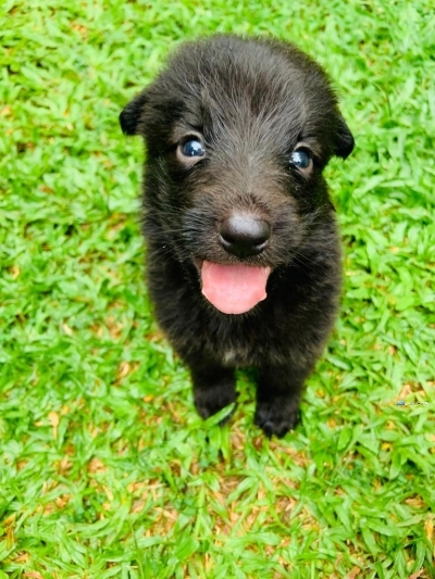 German Shepherd Puppies