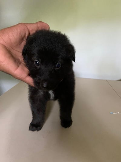 German Shepherd Puppies