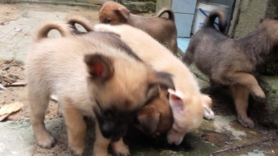 Pomeranian Puppies