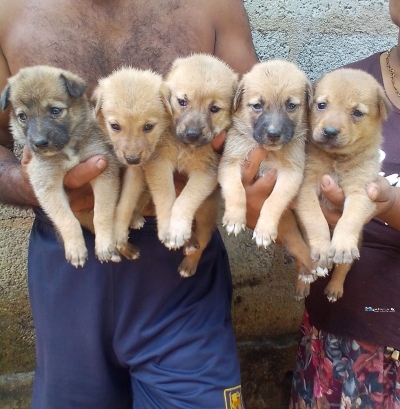 German Shepherd Cross Puppies