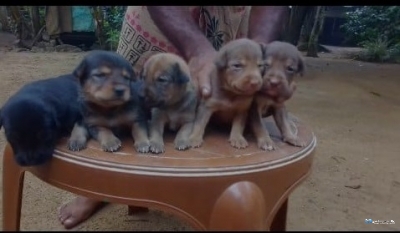 German Shepherd Cross Puppies