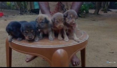 German Shepherd Cross Puppies