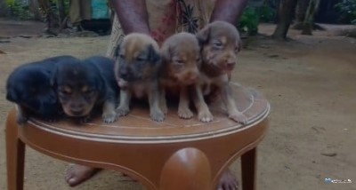 German Shepherd Cross Puppies