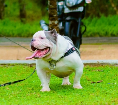 Amarican Bully Puppies