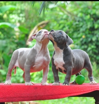 Amarican Bully Puppies