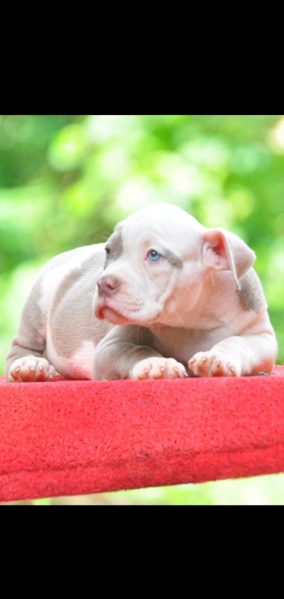 Amarican Bully Puppies