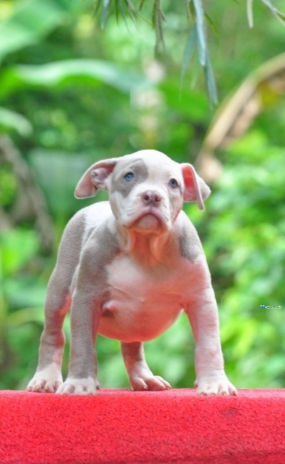 Amarican Bully Puppies