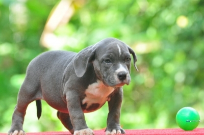 Amarican Bully Puppies