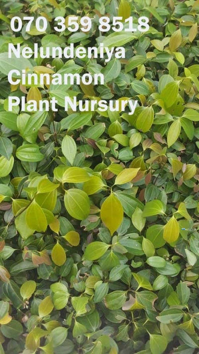 Nelundeniya Cinnamon Plant Nursery