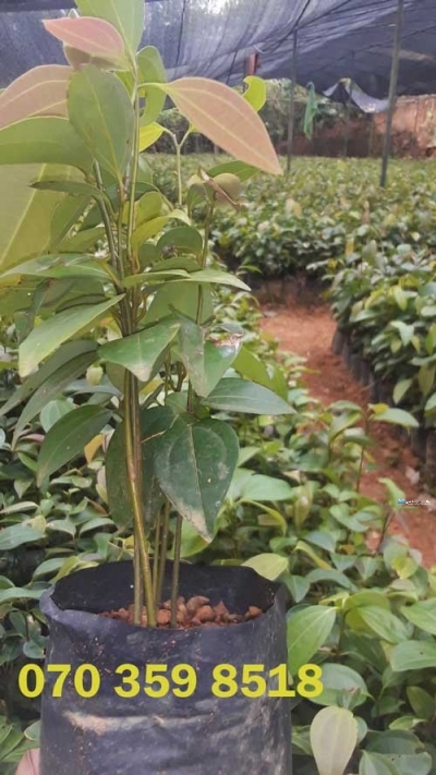 Nelundeniya Cinnamon Plant Nursery