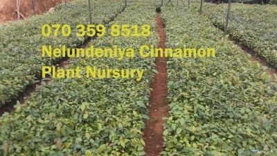 Nelundeniya Cinnamon Plant Nursery