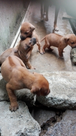 Redback Puppies