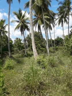 Land for Sale in Narammala