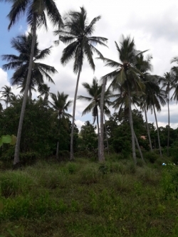 Land for Sale in Narammala