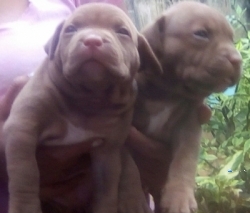 American Pitbull XL Puppies