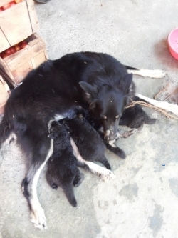 Lion Shepherd Puppies