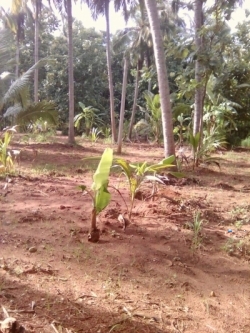 House with Land for Sale in Puttalam