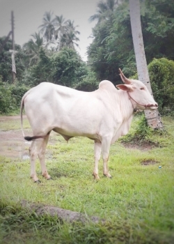 à¶šà·’à¶±à·Šà¶±à·’à¶ºà· à·€à·ƒà·Šà·ƒà·™à¶šà·Š