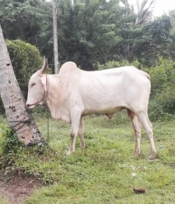 à¶šà·’à¶±à·Šà¶±à·’à¶ºà· à·€à·ƒà·Šà·ƒà·™à¶šà·Š