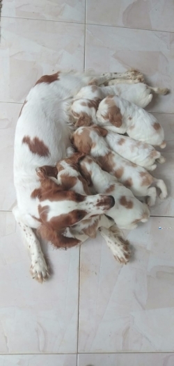 Cocker Spaniel Puppeis