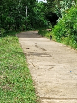 à¶‰à¶©à¶¸à¶šà·Š à·€à·’à¶šà·’à¶±à·“à¶¸à¶§ à¶­à·’à·ƒà·Šà·ƒà¶¸à·„à·à¶»à·à¶¸à¶º