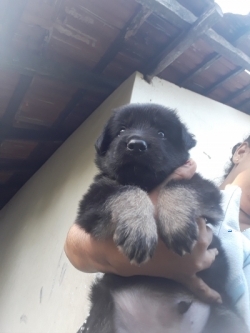 Lion Shepherd Puppies