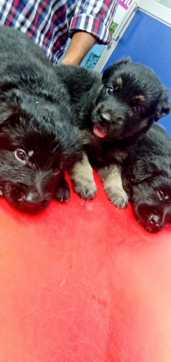 Lion Shepherd Puppies