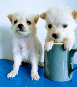 Pocket Pomeranian Puppies