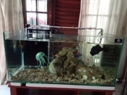 Sea Water Fish Tanks
