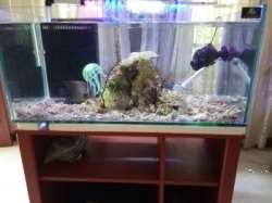 Sea Fish Tank
