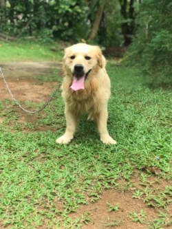Golden Retriver Dog for Crossing