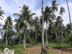 Land for Sale in Kuliyapitiya