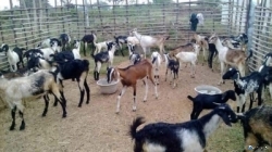 Goats(එළුවන්)