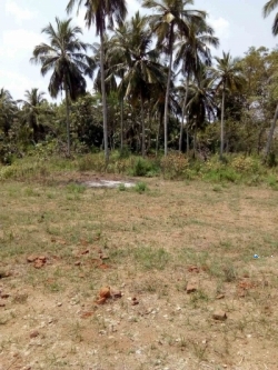 Coconut Land for Rent in Anuradhapura